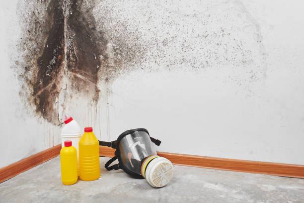 Best Localized Mold Remediation (e.g., coastal areas, humid climates) in Apache, OK
