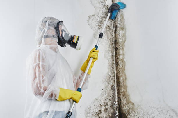Best Residential Mold Remediation in Apache, OK