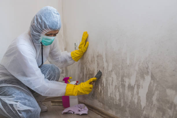 Best Industrial Mold Remediation in Apache, OK