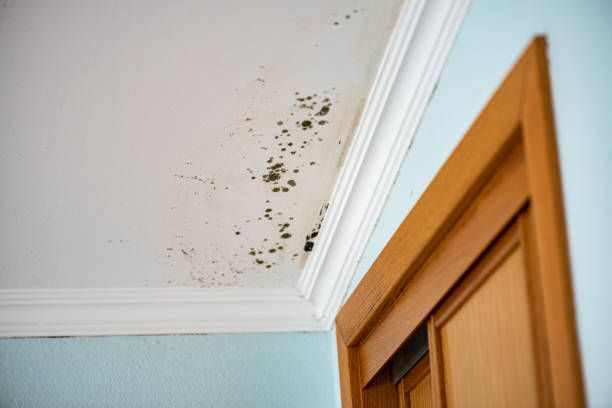 Best Emergency Mold Remediation in Apache, OK