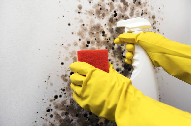 Best Mold Testing and Inspection Services in Apache, OK