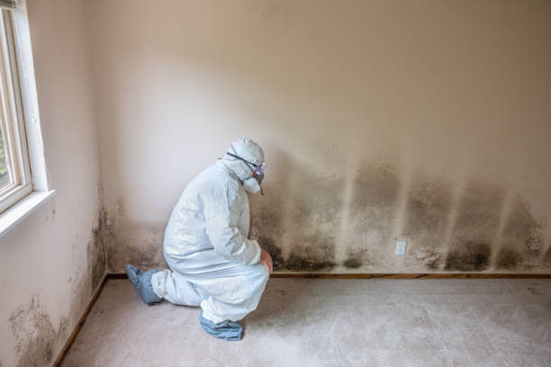 Best Mold Remediation for Specific Building Types in Apache, OK