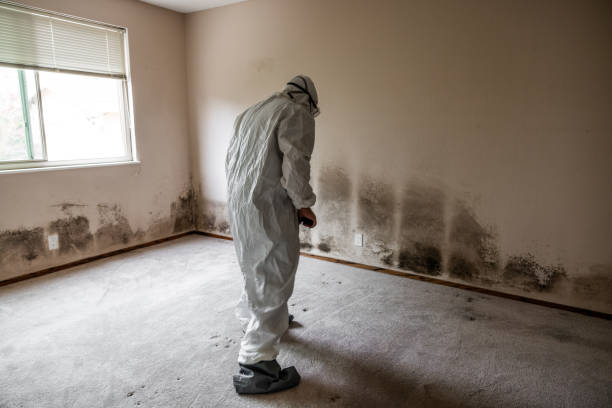 Best Health and Safety Mold Remediation in Apache, OK