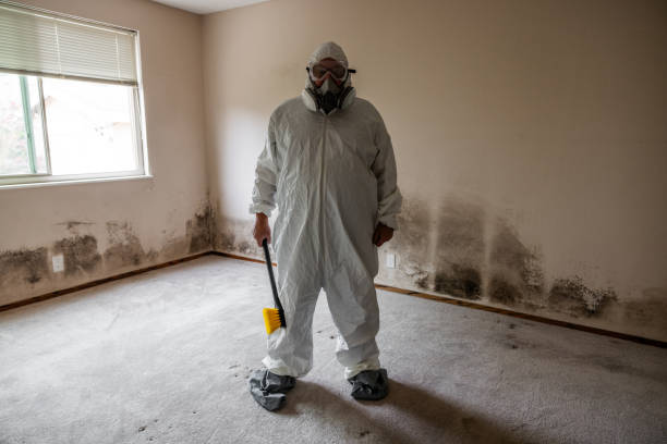 Best Kitchen Mold Remediation in Apache, OK